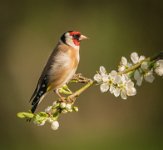 429 - GOLDFINCH ON DAMSON BLOSSOM - OAKDEN DARRELL - united kingdom